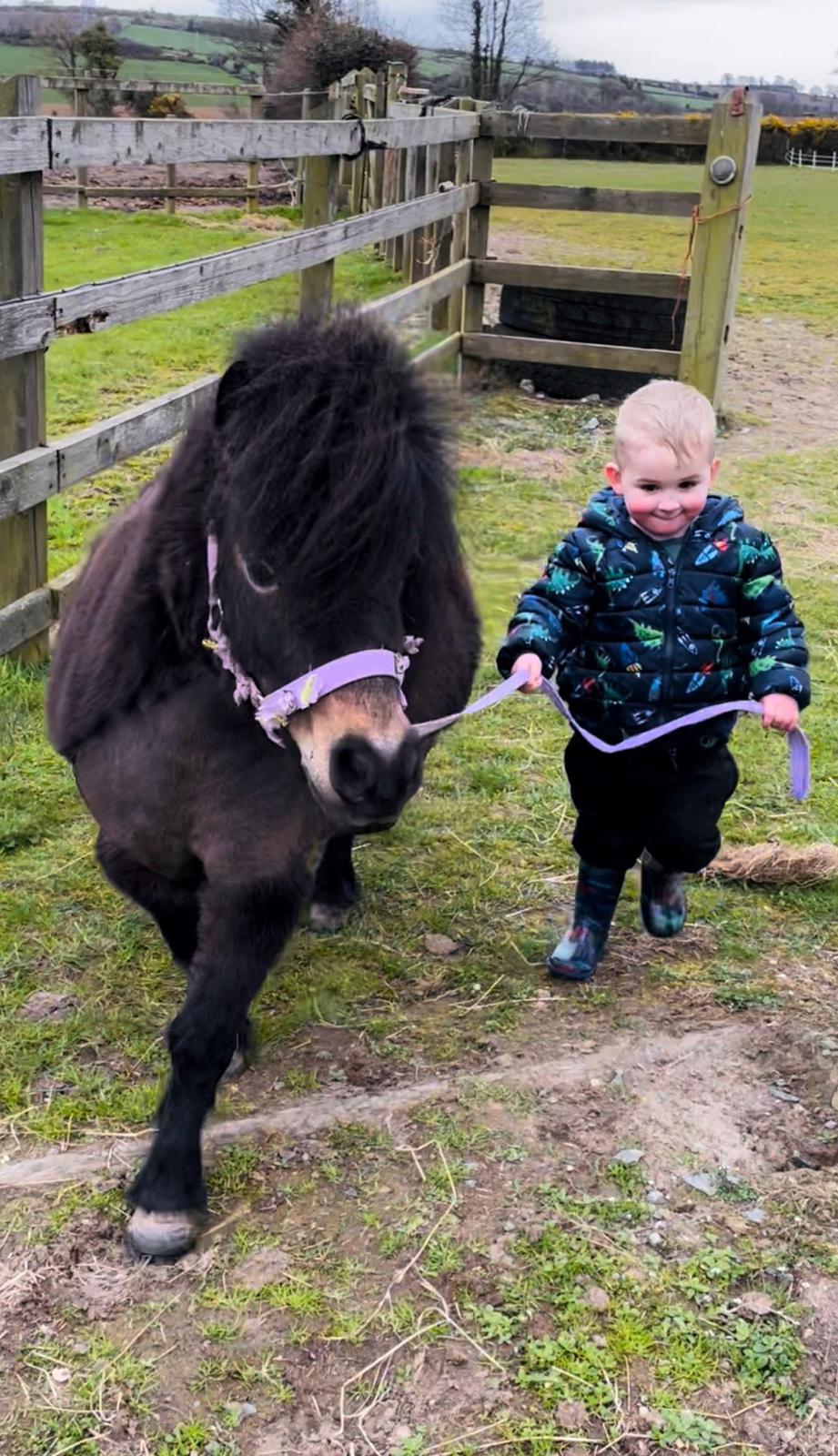 Happy Hooves pony in the field