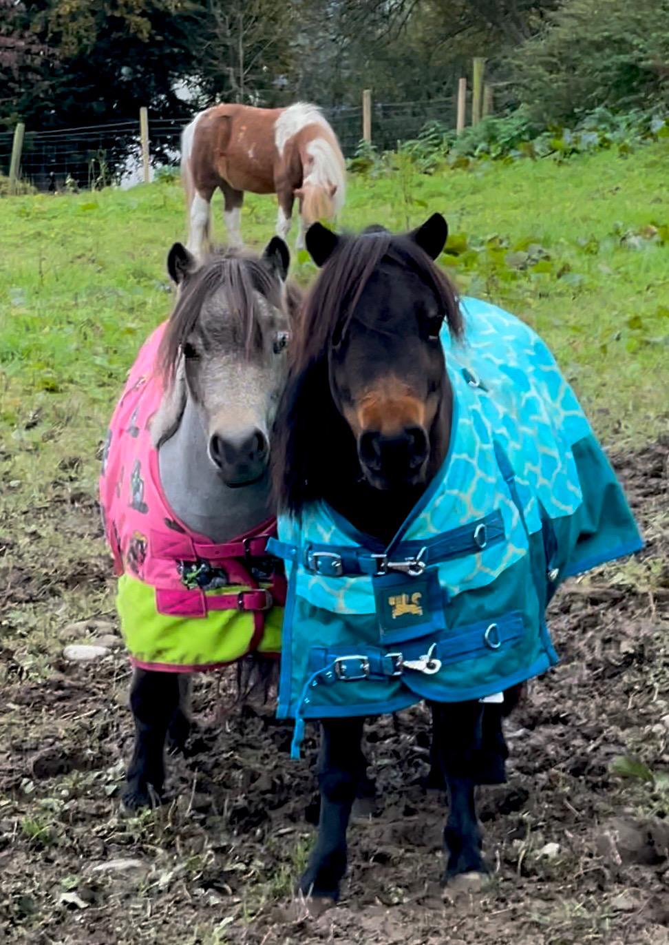 The Happy Hooves therapy ponies